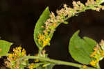 Autumn goldenrod 